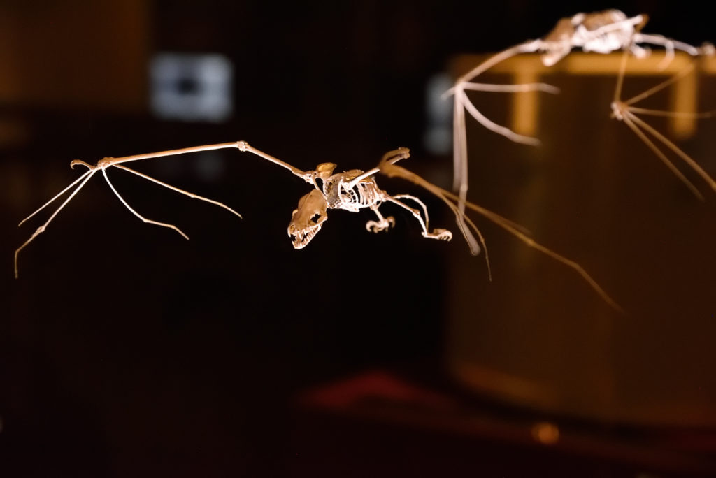 squelette de chauve-souris - Museum d'histoire naturelle de Bourges