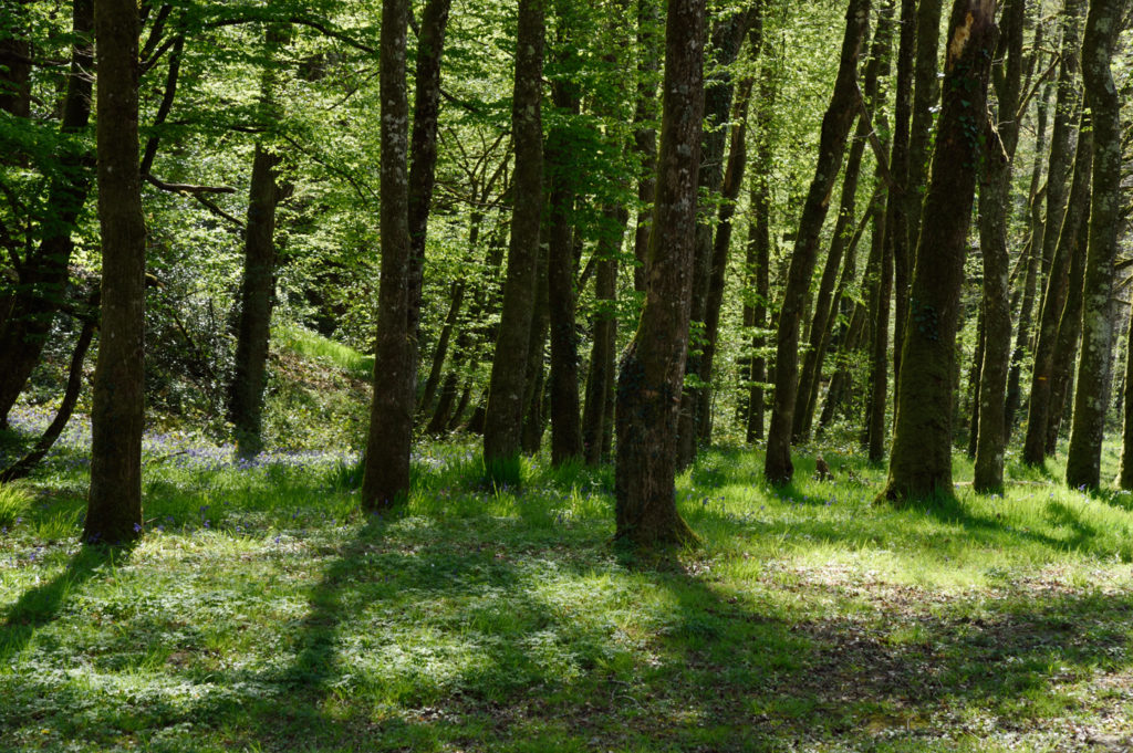 La secrète vallée de la Creuse : Saisir l'âme d'une terre- dans les bois près de Fresselines