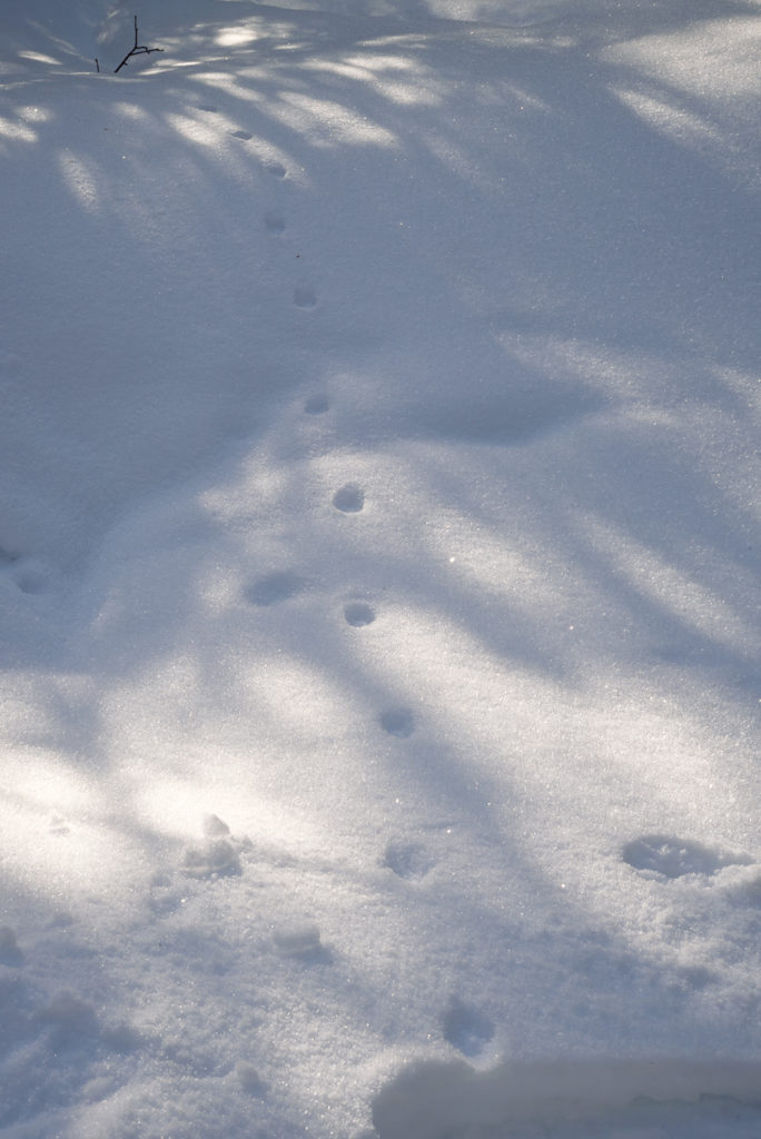 Traces de pattes d'animaux dans la neige au Ballon d'Alsace