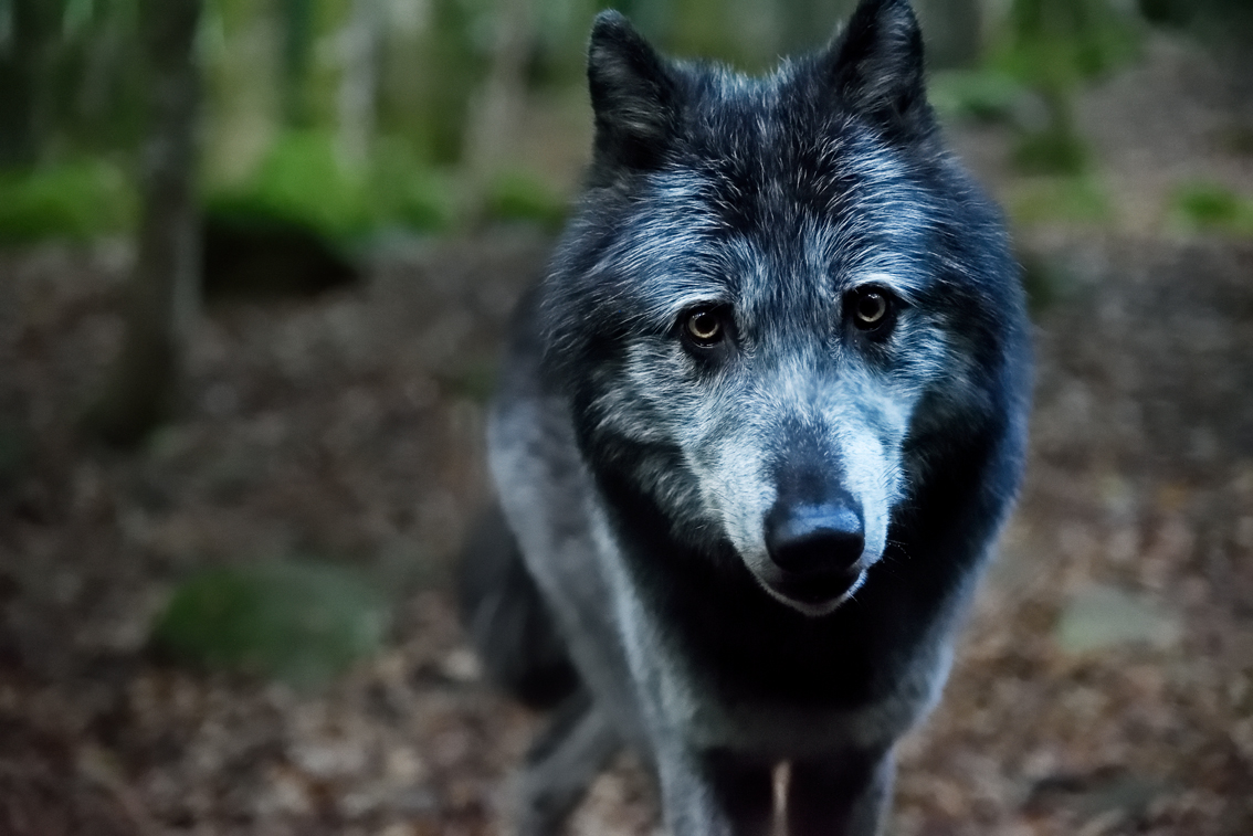 Réserve nationale d’Orlu Maison des Loups – Bdesmettre