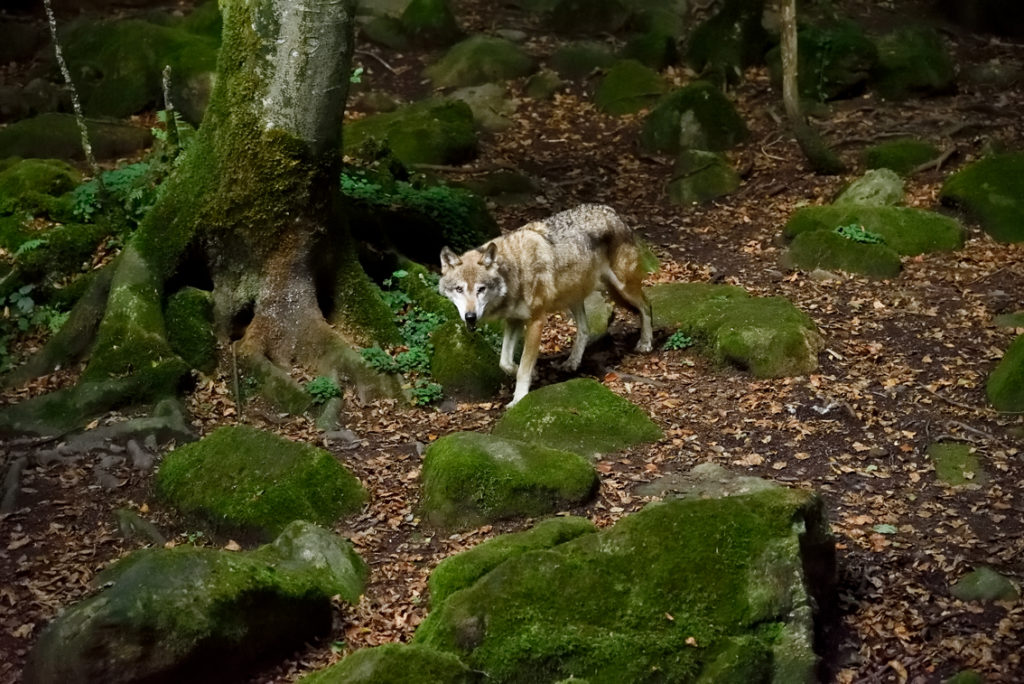 la maison des Loups réserve nationale d'Orlu loups d'Europe