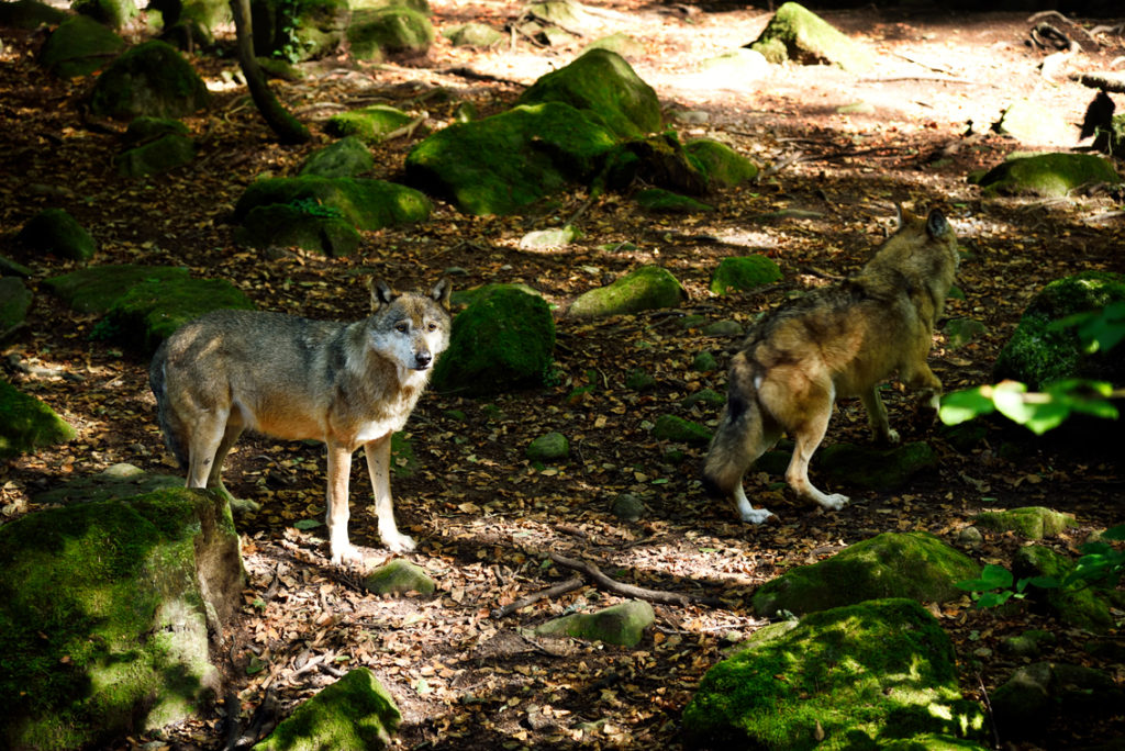 la maison des Loups réserve nationale d'Orlu loups d'Europe