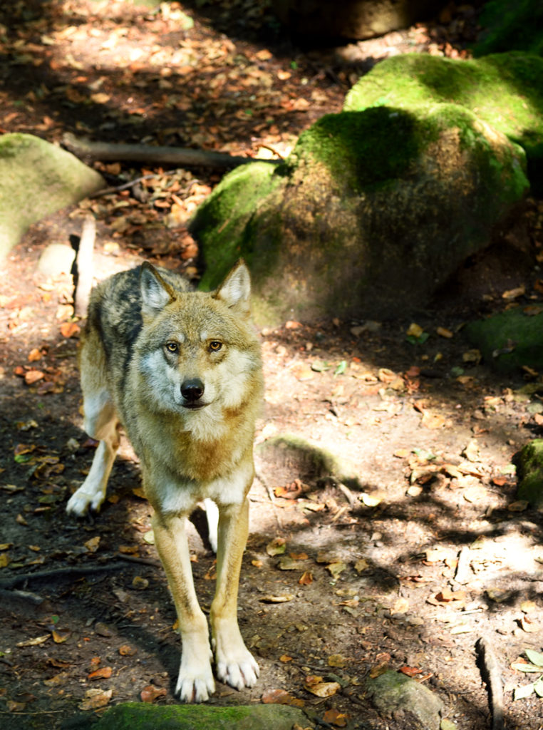 la maison des Loups réserve nationale d'Orlu loup d'Europe