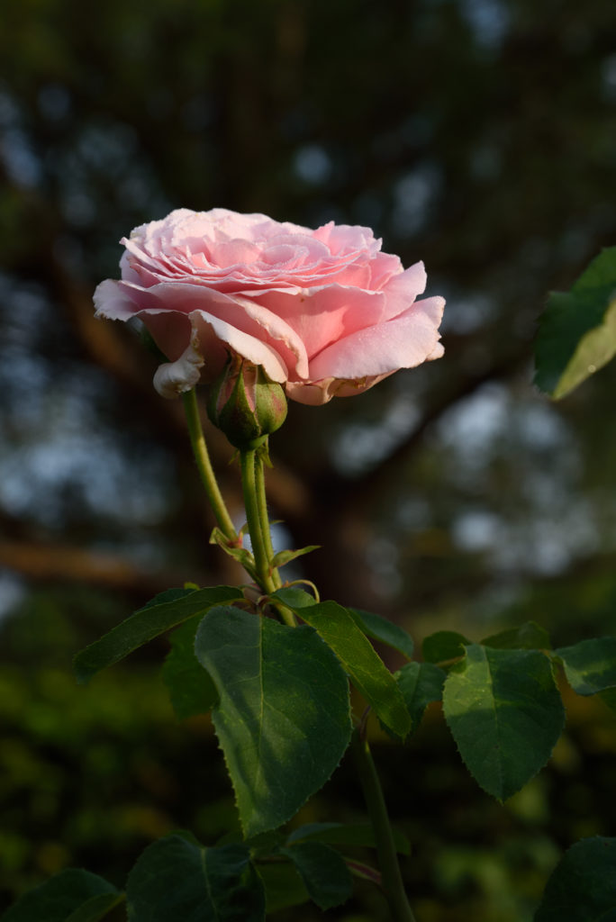 une rose