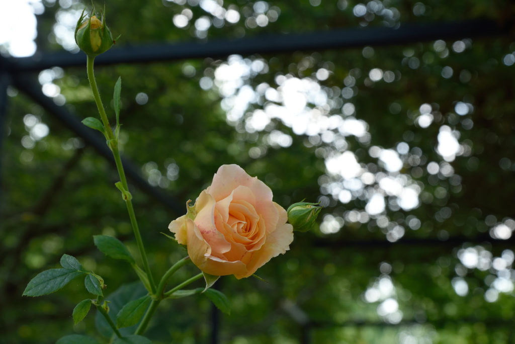 Les Jardins de Colette et son labyrinthe : une rose