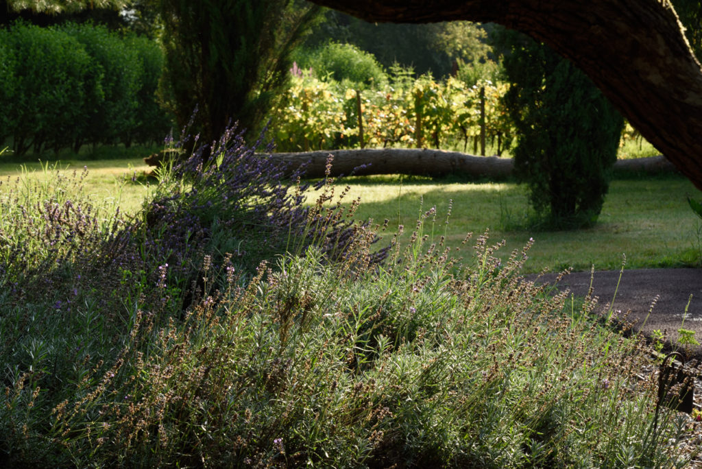 Comme le livre d'une vie : Les Jardins de Colette et son labyrinthe - le jardin provençal