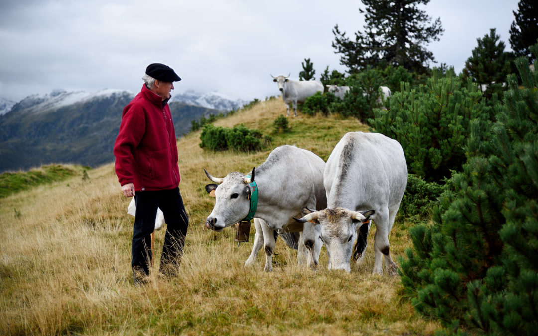 La transhumance en Ariège, une tradition bien vivante
