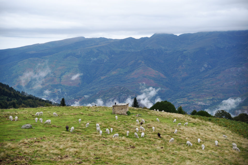 La transhumance en Ariège est une tradition vivante et authentique.