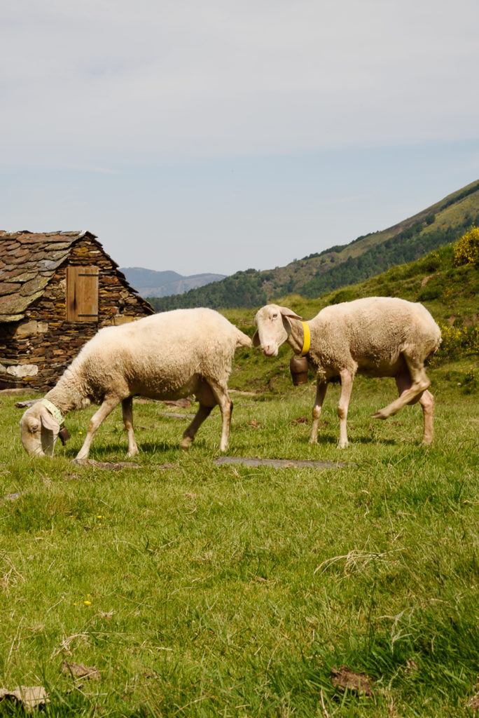 La transhumance en Ariège est une tradition vivante et authentique.