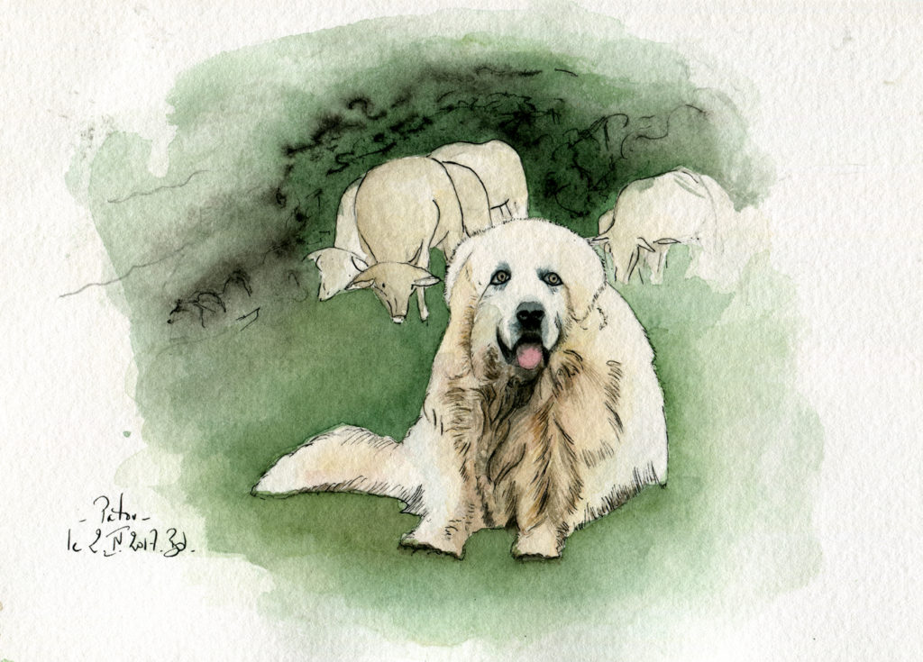 Le Patou chien de berger dans l'Ariège