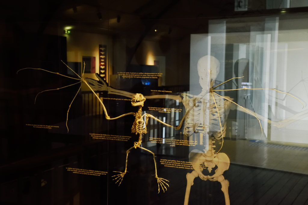 Salle consacrée à la chauve souris au Museum de Bourges - squelette de chauve souris
