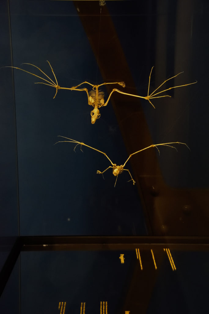 Salle consacrée à la chauve souris au Museum de Bourges - squelette
