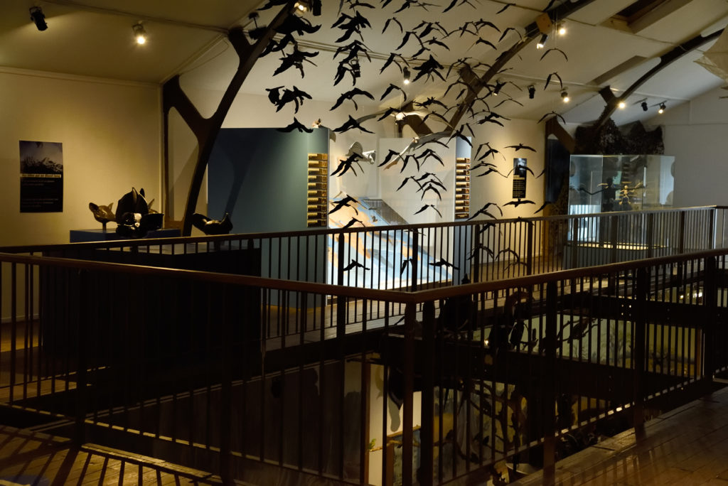 Salle consacrée à la chauve souris au Museum de Bourges 